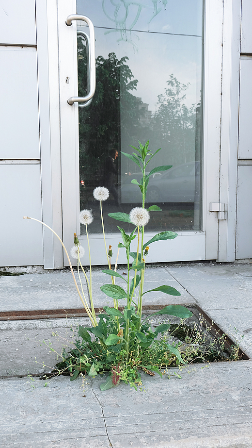 Mihaela Vasiliu, Dandelion Informal Occurrences - Compendium of Spontaneous Vegetation,  2015